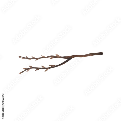 Willow branch watercolor isolated on white. Hand drawn spring illustration. Art for design card