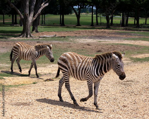 Zebras standing in a side profile  color photo  striped pattern. 