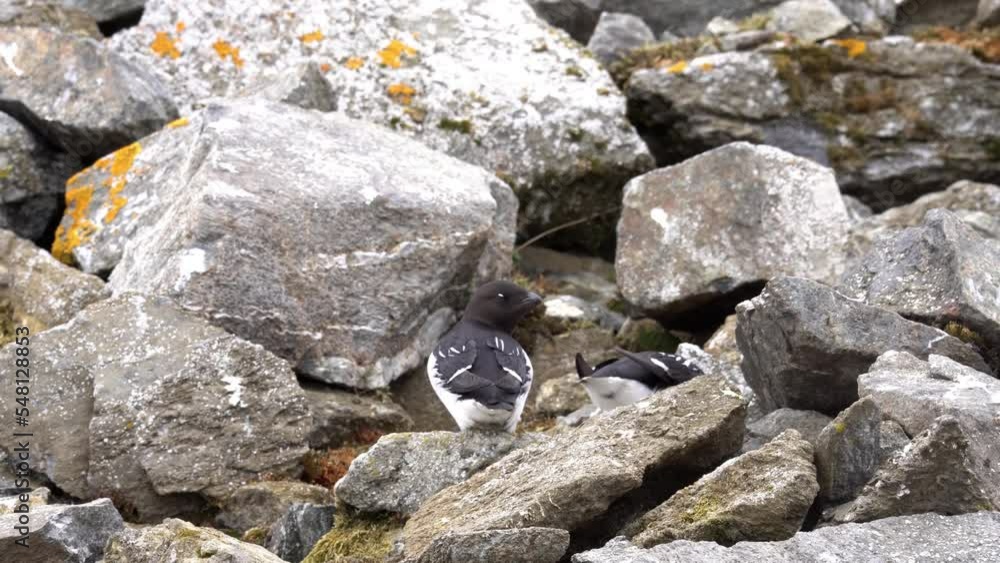little auk couple on rock, Svalbard
North pole little auk wildlife, Svalbard, 2022
little auk couple on rock, Svalbard
North pole little auk wildlife, Svalbard, 2022
