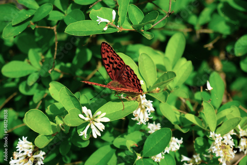 花の蜜を吸う蝶々 ヒョウモンチョウとイボタノキ photo