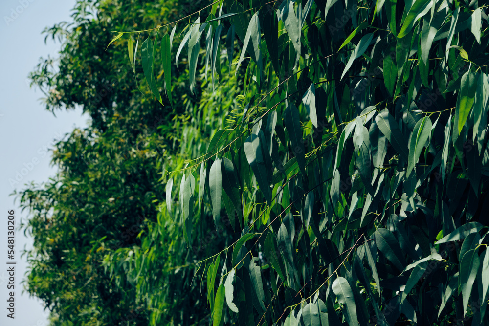 Obraz premium Eucalyptus leaves. branch eucalyptus tree nature background