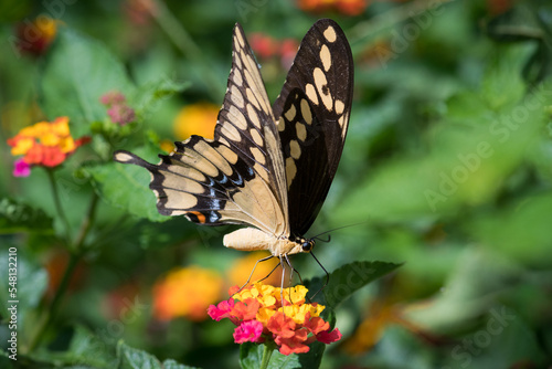 Giant Swallowtail Butterfly Macro on Lantana Blooms