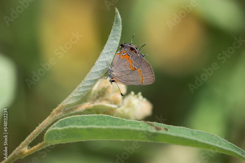 Hairstreak Butterfly Upside Down on Goatweed Leaf