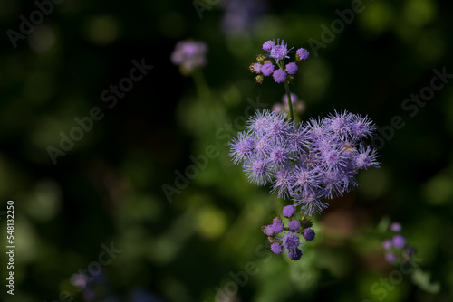 Purple Flower Heart on Green Background