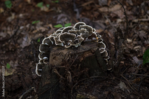Fungi on Stump in Forest