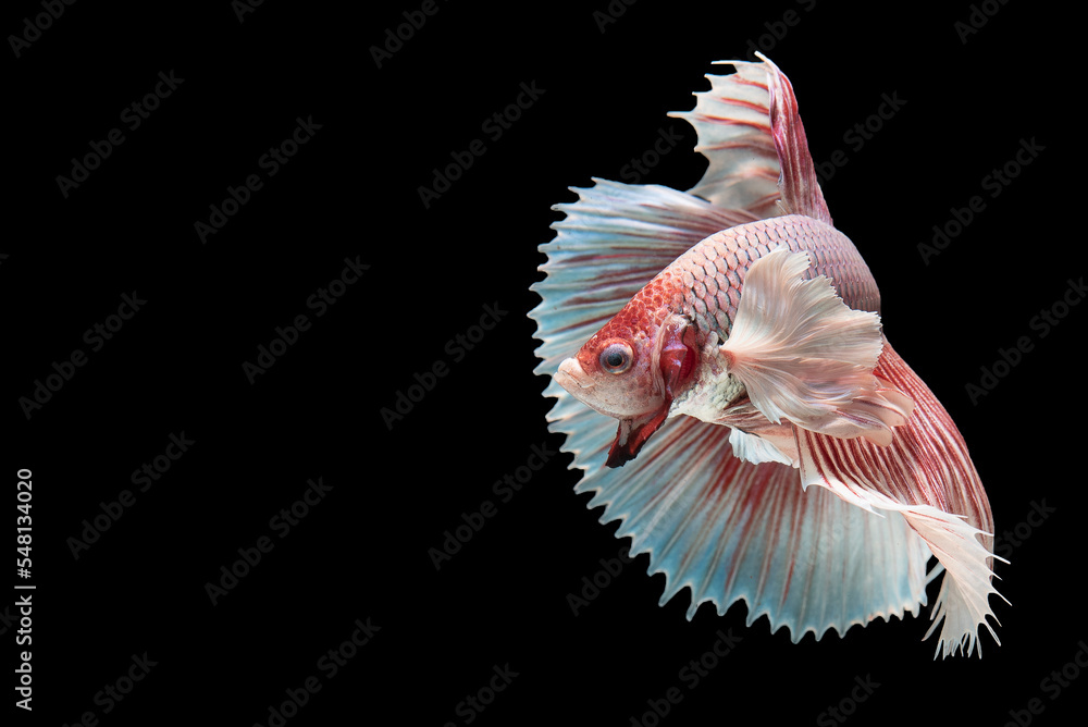 Beautiful movement of red white betta fish, Siamese fighting fish, Betta splendens isolated on black background. Studio shot. Beautiful movement of red white betta fish, Siamese fighting fish, Betta splendens isolated on black background. Studio shot.