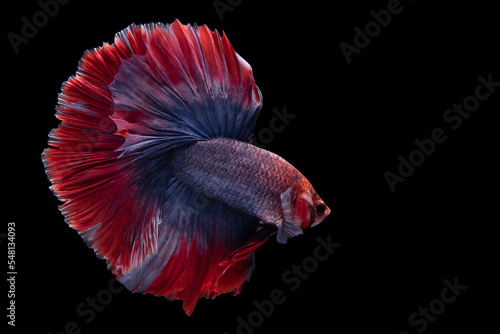 Beautiful movement of blue red betta fish, Siamese fighting fish, Betta splendens isolated on black background. Studio shot.