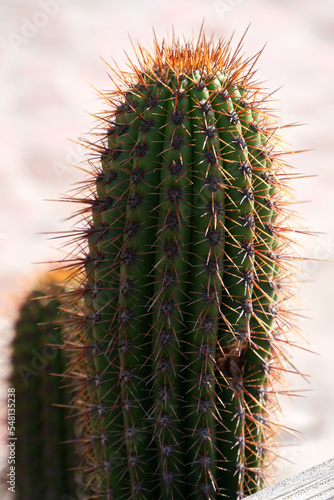 Close-up of a cactus found near the Old Mission in Santa Barbara, California, USA photo