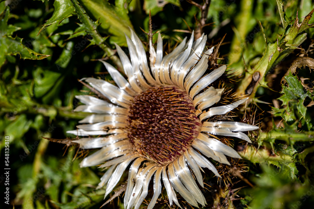 Carlina acaulis flower growing in meadow Carlina acaulis flower growing in meadow