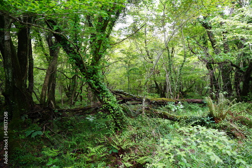 fallen trees in wild forest