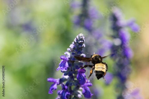 Bumblebee Flying towards Blue Salvia