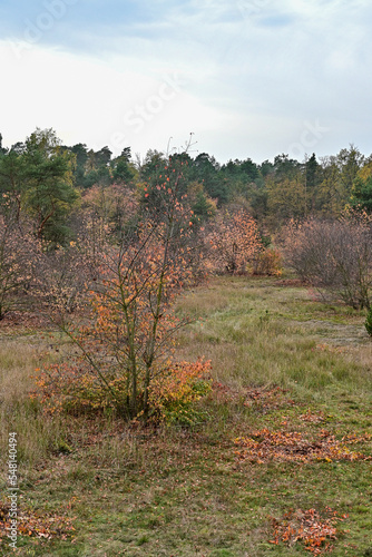 Herbst mit gelben Blättern im Landschaftsschutzgebiet FriedWald Nuthetal-Parforceheide bei Potsdam photo