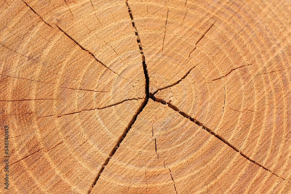 Fototapeta premium Grume de bois