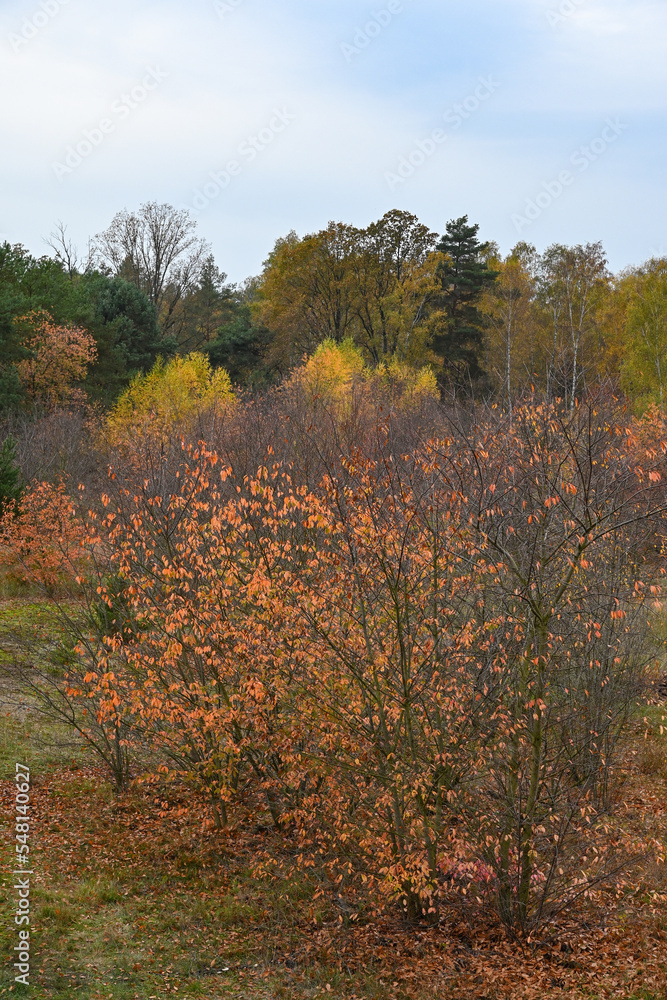 Herbst mit gelben Blättern im Landschaftsschutzgebiet FriedWald Nuthetal-Parforceheide bei Potsdam