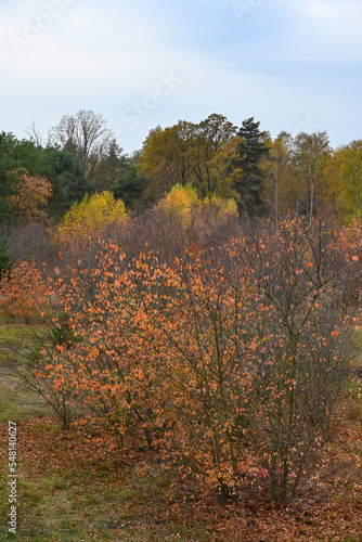 Herbst mit gelben Blättern im Landschaftsschutzgebiet FriedWald Nuthetal-Parforceheide bei Potsdam photo