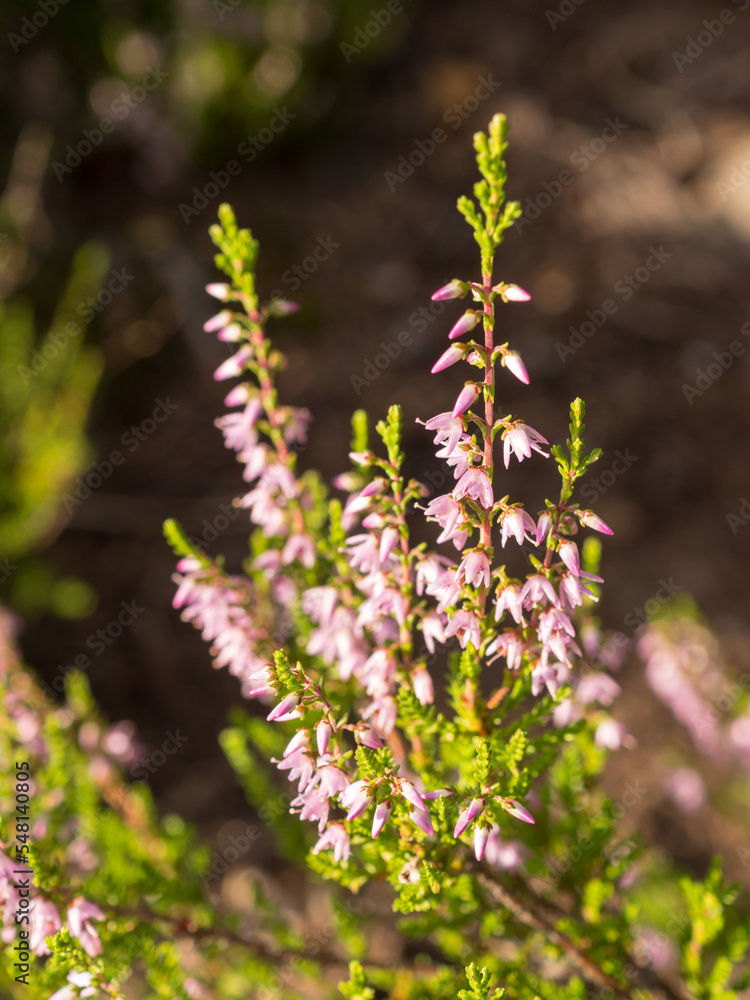 heather in summer closeup heather in summer closeup