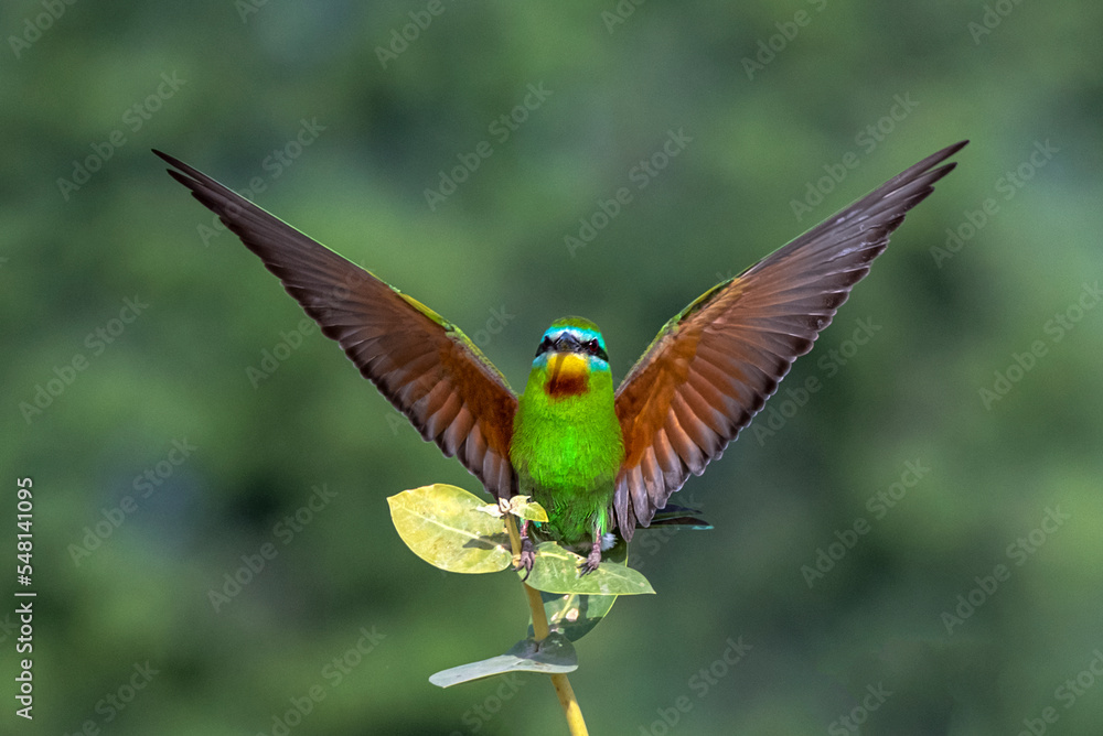 blue cheeked bee eater with prey , bee eater s in green blur background, 