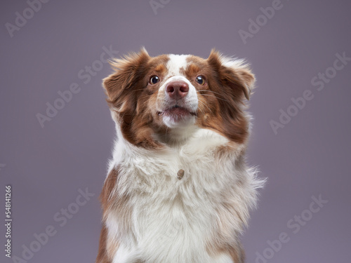 funny australian shepherd dog. Pet Portrait in studio. Charming, long-haired 
