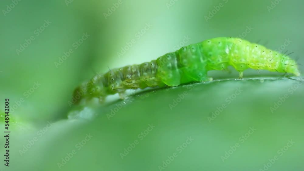 Green Diamondback Moth crawling on blur leaf background. Green Diamondback Moth crawling on blur leaf background.