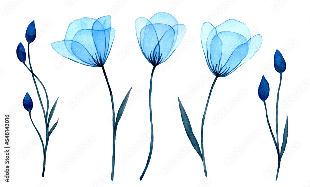 watercolor drawing. transparent blue flowers and bluebell buds. delicate illustration set clipart. x-ray