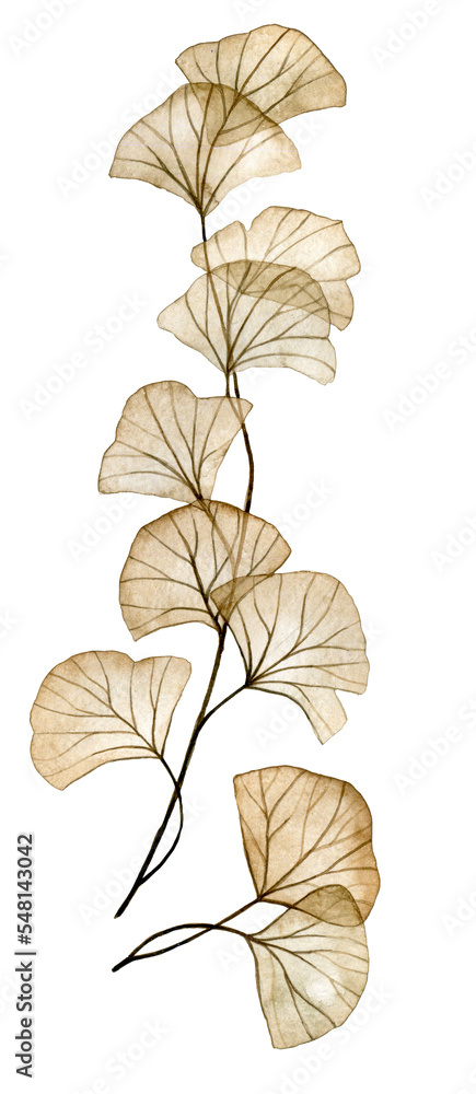 watercolor drawing. transparent flowers, ginkgo leaves. delicate illustration. x-ray
