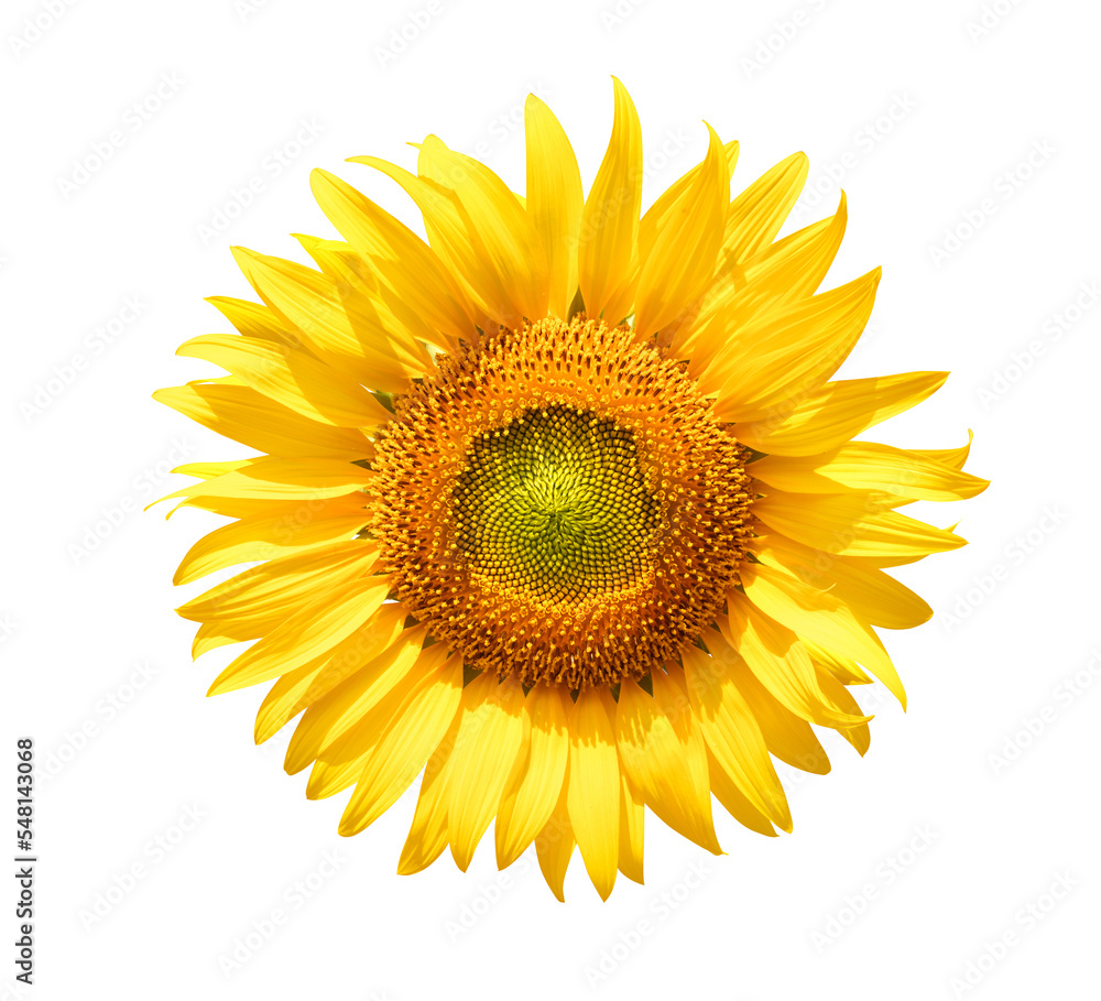 Fototapeta premium Front view of sunflower isolated on white background. Clipping path.