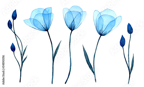 watercolor drawing. transparent blue flowers and bluebell buds. delicate illustration set clipart. x-ray