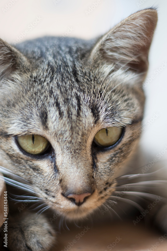 Closeup relaxed domestic tabby cat at home on stairs.