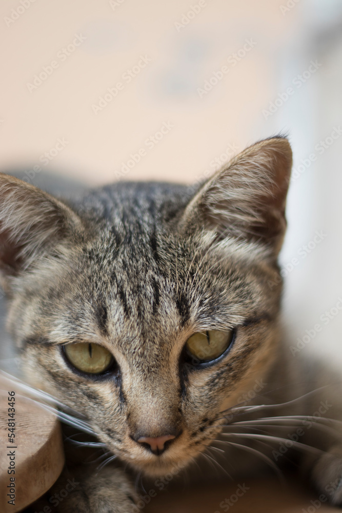 Fototapeta premium Closeup relaxed domestic tabby cat at home on stairs.