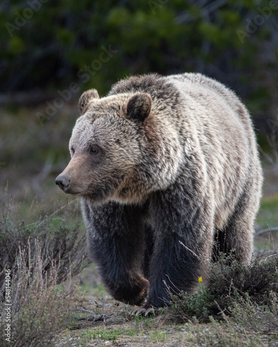 Wallpaper Mural brown bear Torontodigital.ca
