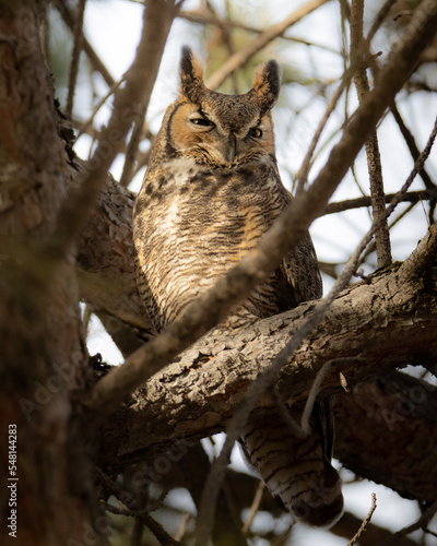 great horned owl © Tristan