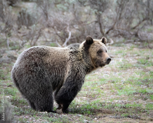 brown bear