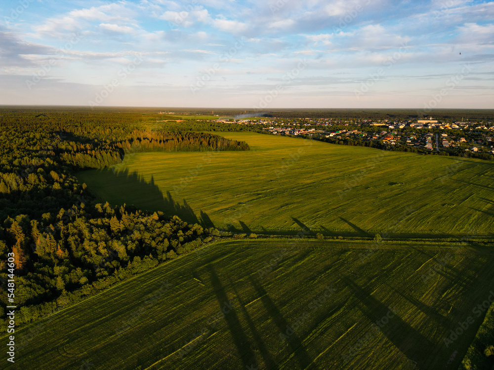 Fototapeta premium vineyard in region