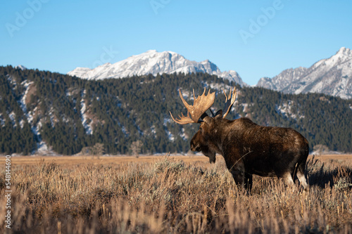 moose in mountains