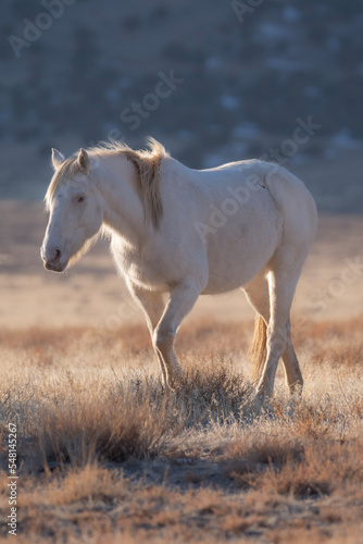 wild horse in the field © Tristan