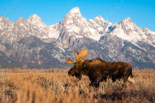 bull moose