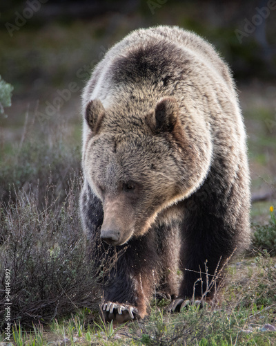 brown bear  © Tristan