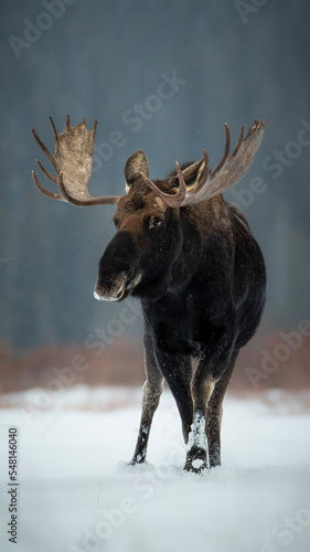 moose in snow photo