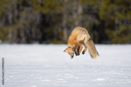 Εκτύπωση καμβά red fox jumping