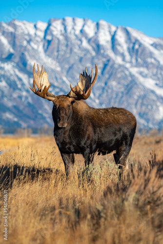 moose in the mountains photo