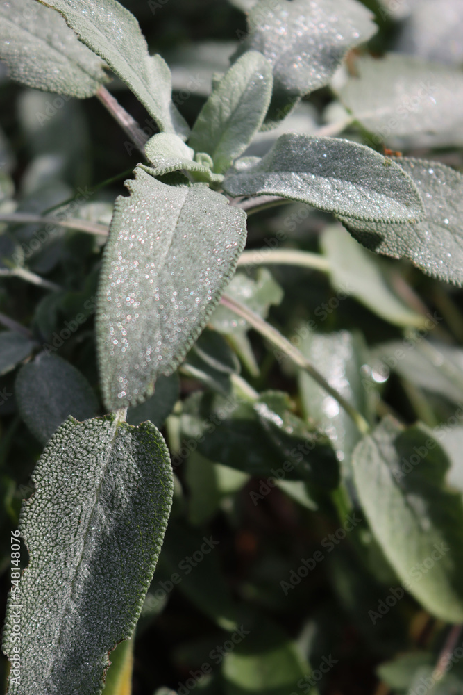 Green Sage plant covered by early frost in the vegetable garden. Salvia officinalis Green Sage plant covered by early frost in the vegetable garden. Salvia officinalis