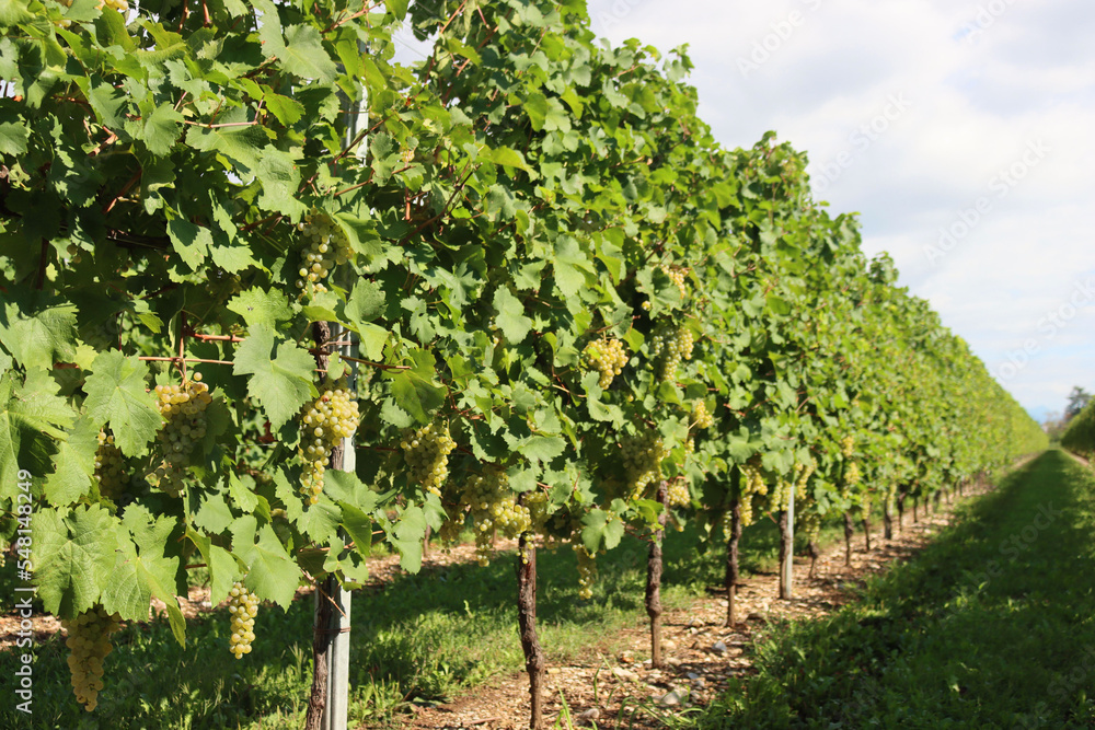 Glera  variety vineyard with white ripe grapes on branches used to make Prosecco on a sunny day in the italian countryside
