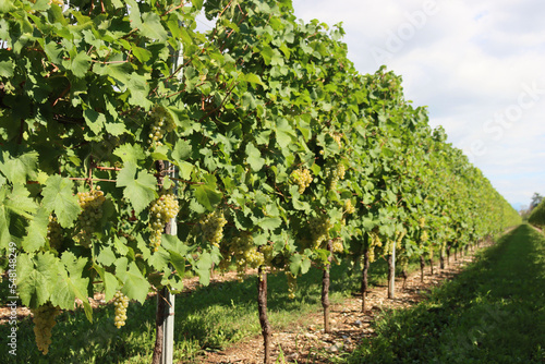 Glera variety vineyard with white ripe grapes on branches used to make Prosecco on a sunny day in the italian countryside