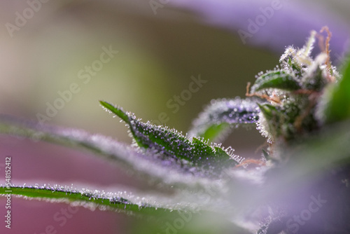 Closeup of Cannabis female plant in flowering phase