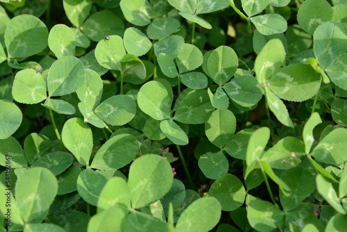 Wallpaper Mural 青々とした緑が美しいクローバーの群生 Torontodigital.ca