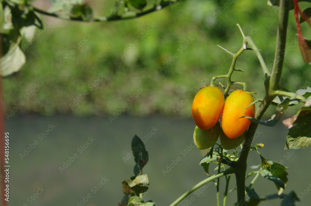 Tomatoes growing in the farmer's vegetable garden