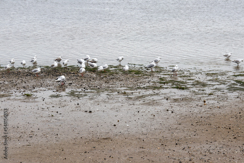 seagulls on beach at low tide