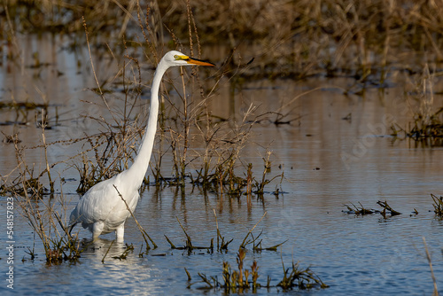 The great egret (Ardea alba) on the hunt. This bird also known as the common egret, large egret, or great white egret or great white heron.