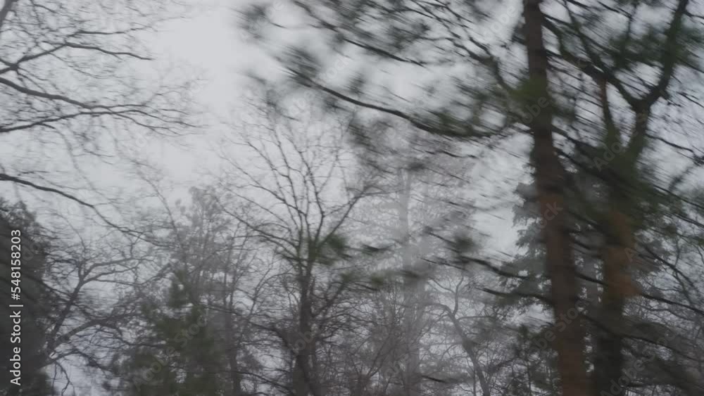 Tilting up from green pine tree to tree tops against misty white sky in forest Tilting up from green pine tree to tree tops against misty white sky in forest