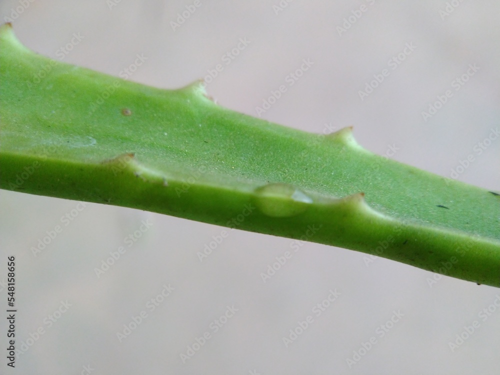Aloe vera leaf with a water droplets